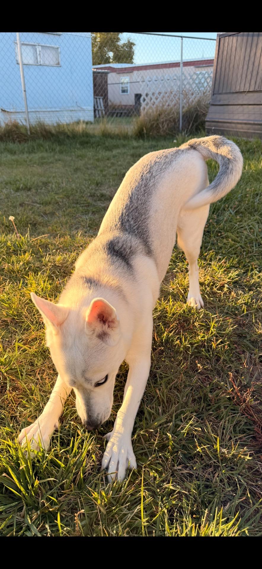 Queenie, an adoptable Husky in Klamath Falls, OR, 97603 | Photo Image 3