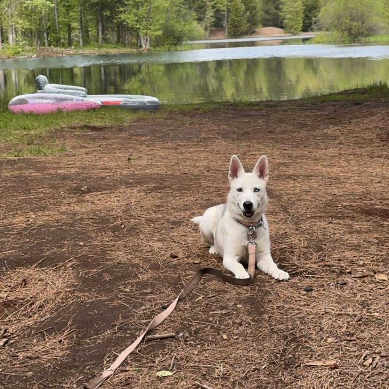 Queenie, a Adoptable Husky in Klamath Falls, OR image 2/3