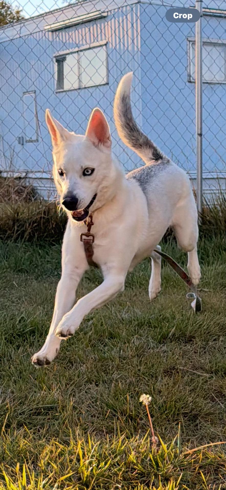Queenie, an adoptable Husky in Klamath Falls, OR, 97603 | Photo Image 1