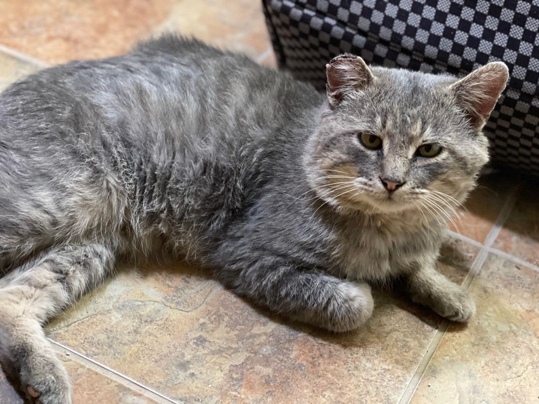 Enlarge OTT, a Adoptable Domestic Short Hair in Grand Forks, ND image 2/5