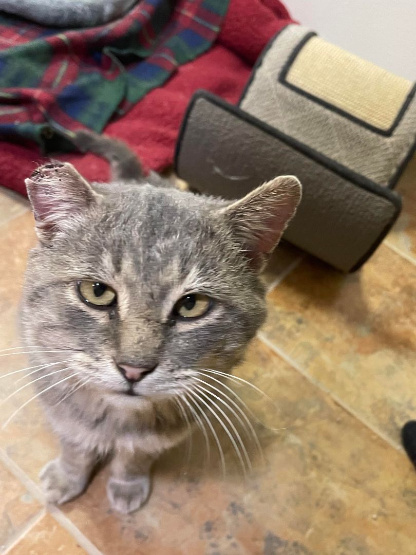 Enlarge OTT, a Adoptable Domestic Short Hair in Grand Forks, ND image 3/5