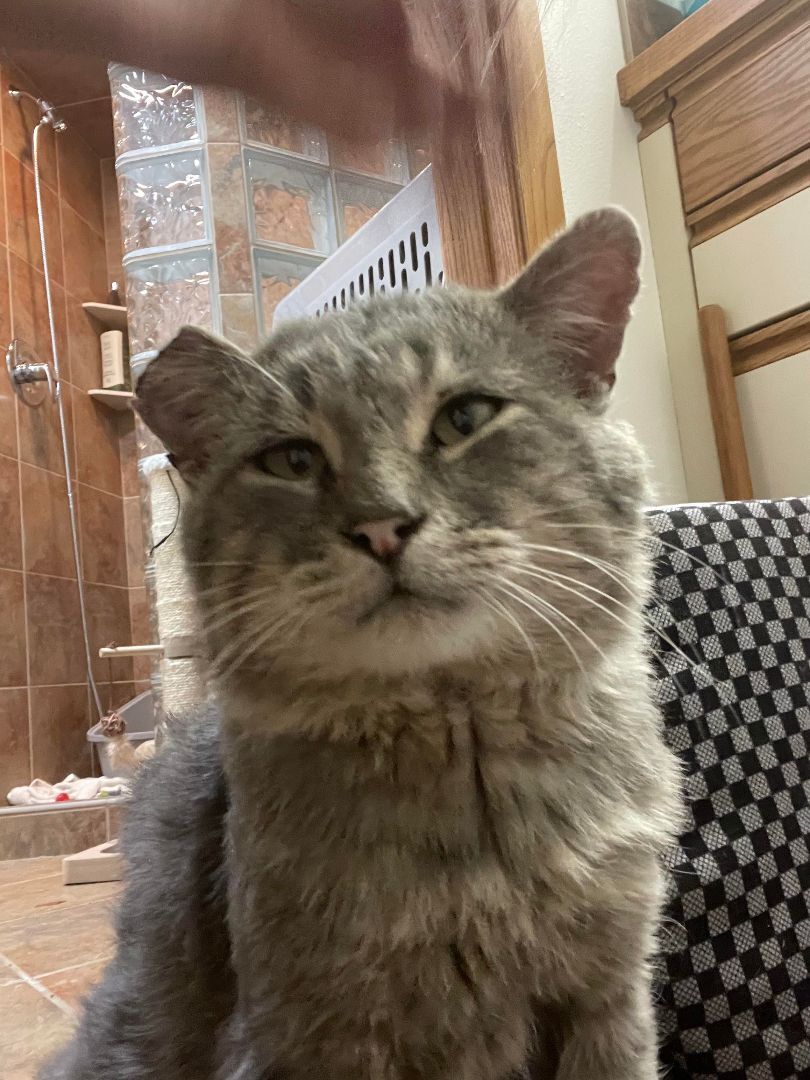 Enlarge OTT, a Adoptable Domestic Short Hair in Grand Forks, ND image 4/5