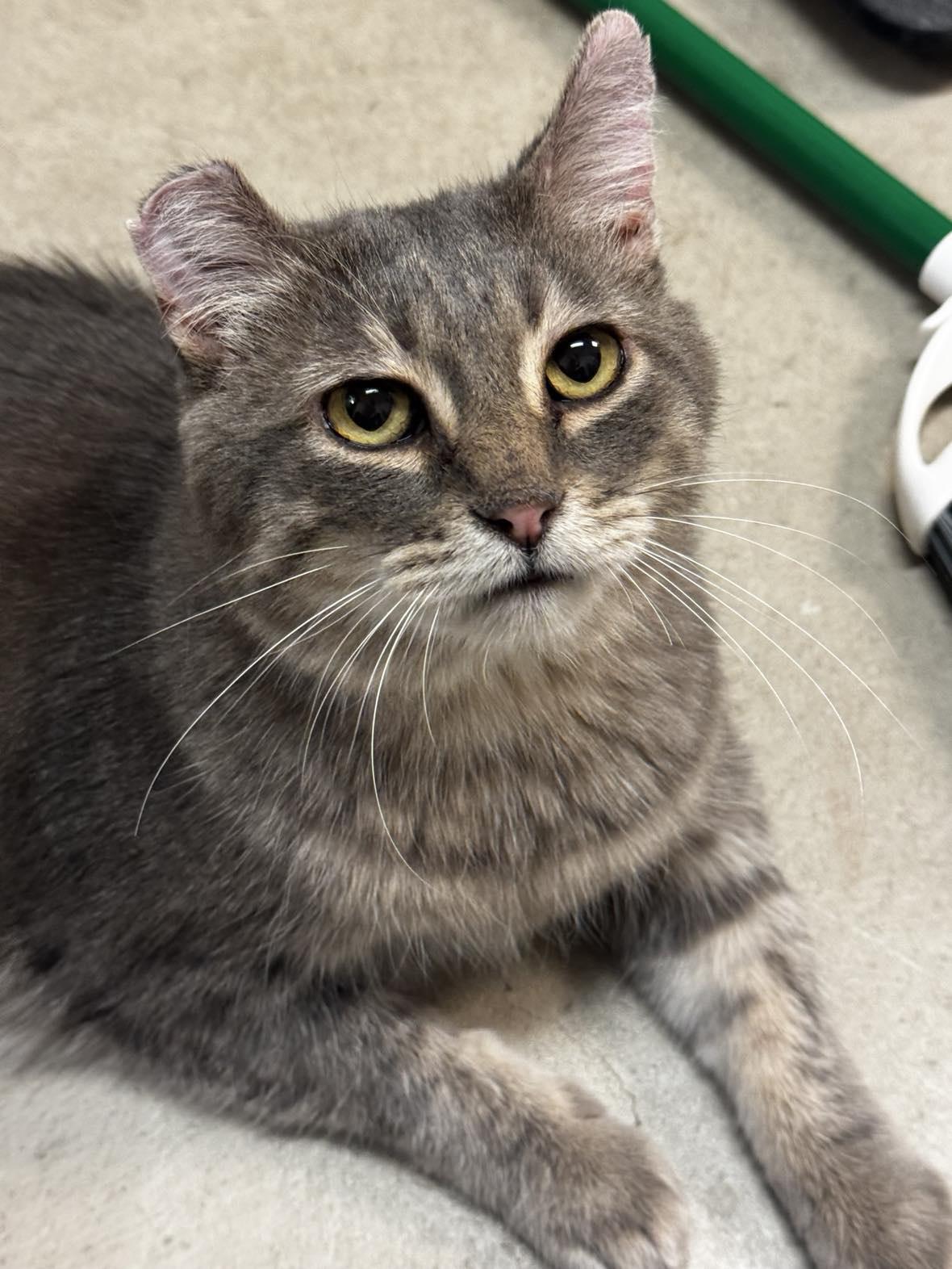 OTT, Adoptable, Adult Male Domestic Short Hair.