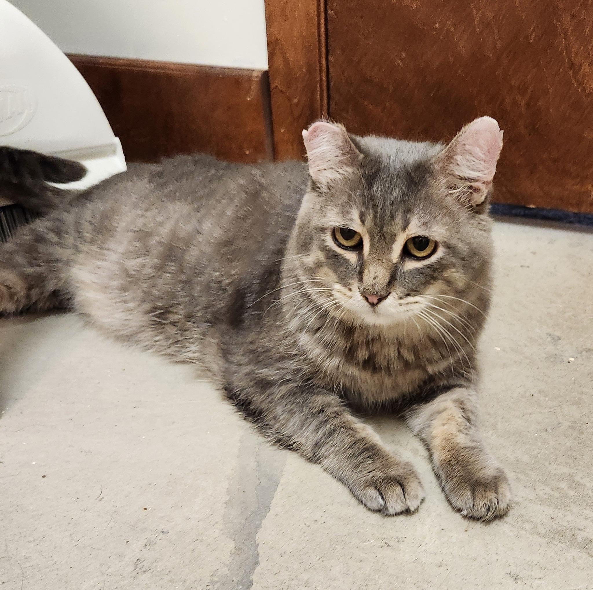 Enlarge OTT, a Adoptable Domestic Short Hair in Grand Forks, ND image 5/5