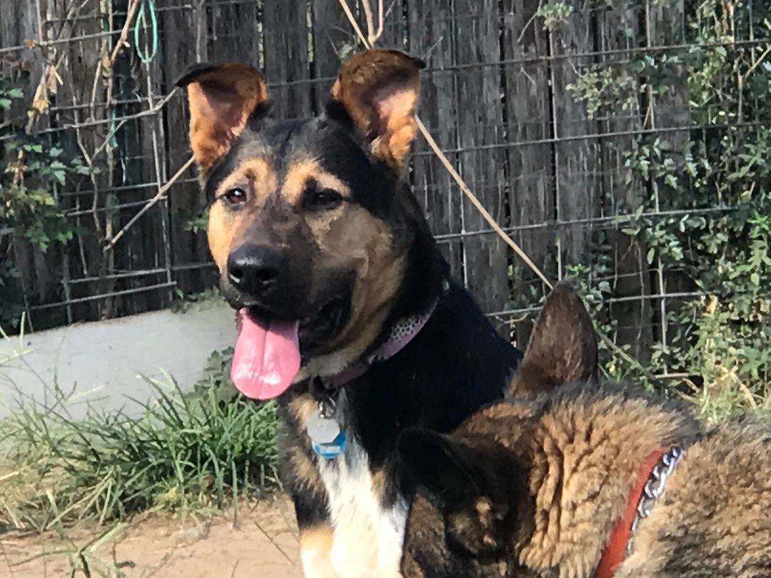 Jack, a Adoptable mixed breed in Rockdale, TX image 1/2