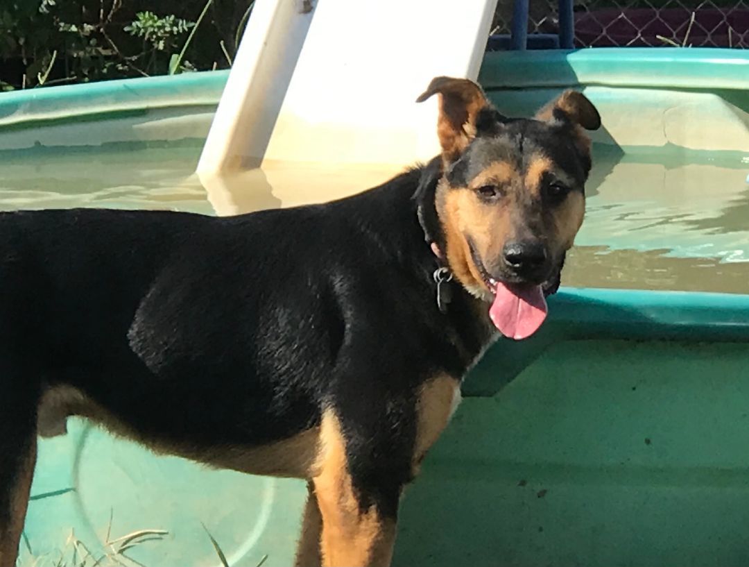 Jack, a Adoptable mixed breed in Rockdale, TX image 2/2