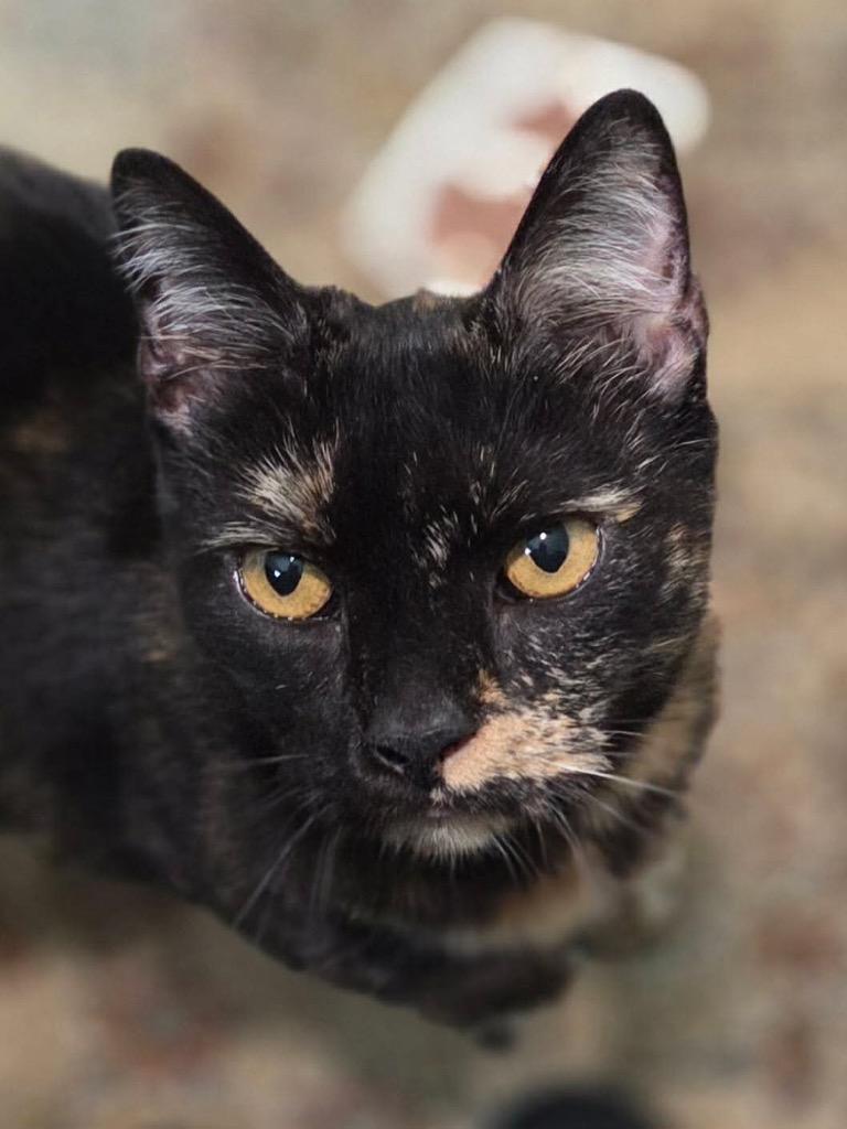 Enlarge Daphne, a Adoptable mixed breed in Blountville, TN image 1/1