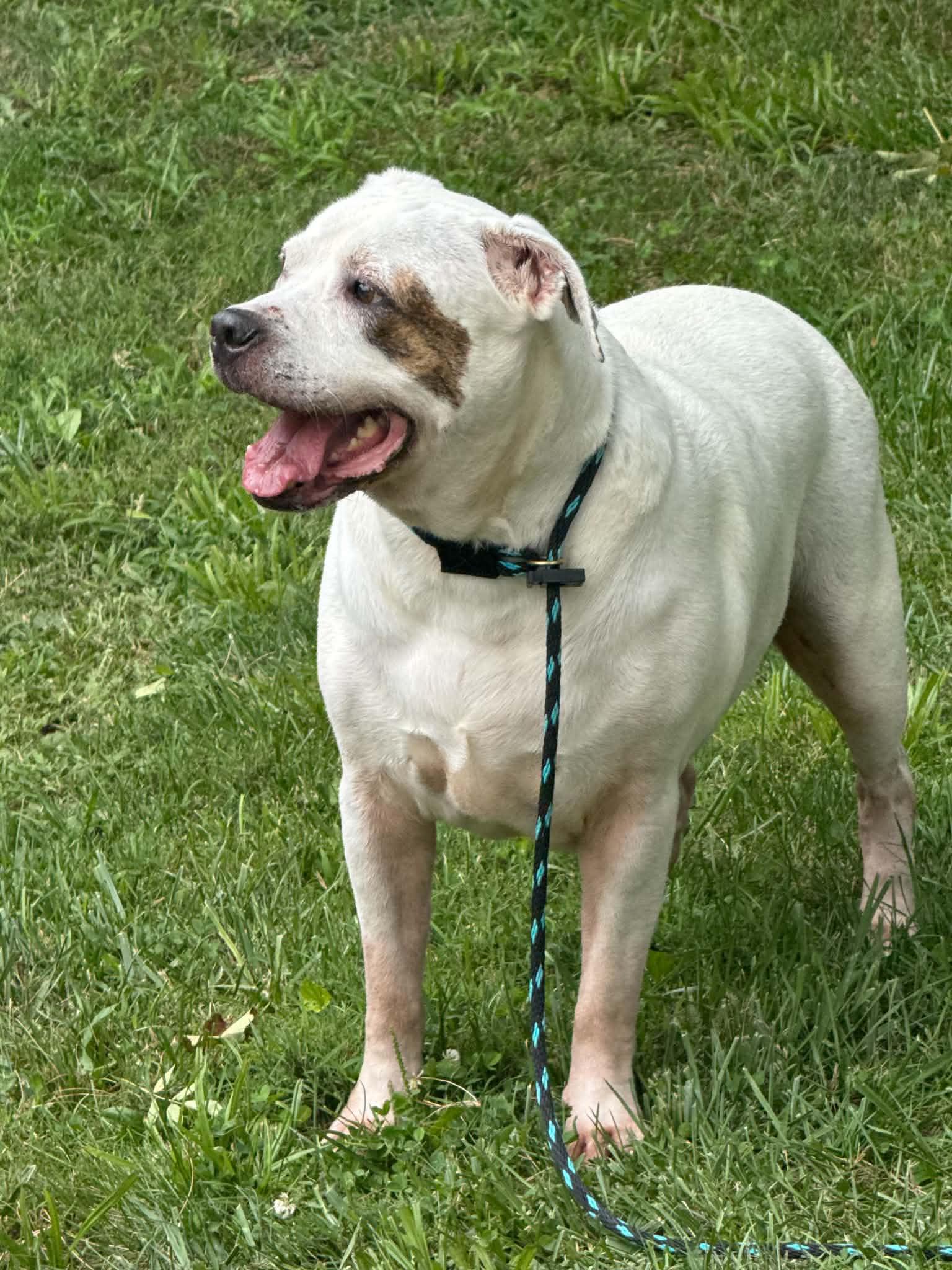 Enlarge Finn (in a FOSTER home), a Adoptable American Bulldog in Springfield, IL image 3/4