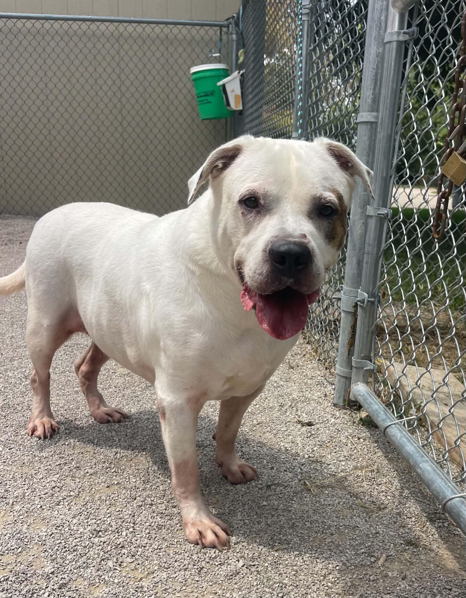 Enlarge Finn (in a FOSTER home), a Adoptable American Bulldog in Springfield, IL image 2/4
