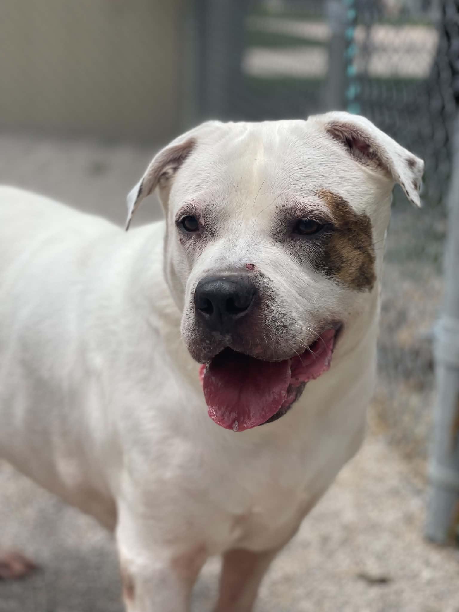 Enlarge Finn (in a FOSTER home), a Adoptable American Bulldog in Springfield, IL image 1/4