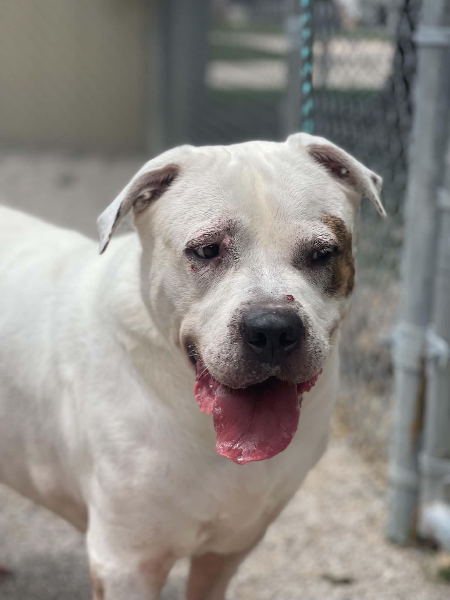 Enlarge Finn (in a FOSTER home), a Adoptable American Bulldog in Springfield, IL image 4/4
