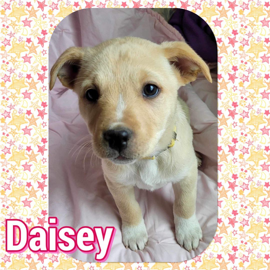 Daisey , Adopted, Puppy Female Border Collie & Labrador Retriever.