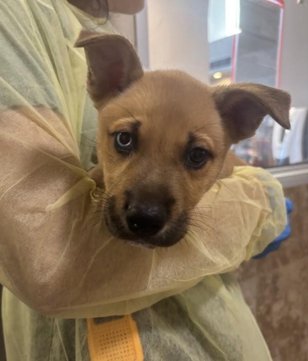 Dinkleberg, Adoptable, Puppy Male Mixed Breed.