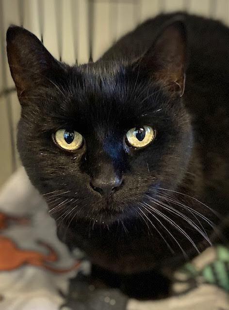 Enlarge Deja, a Adoptable Domestic Short Hair in Duxbury, MA image 1/3