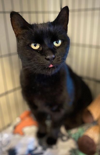 Deja, Adoptable, Adult Female Domestic Short Hair.