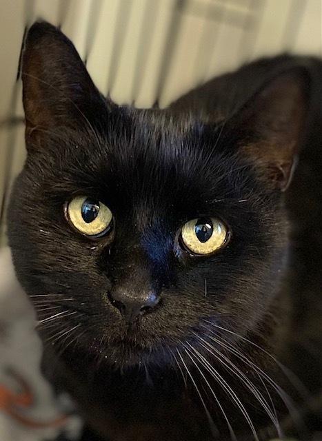 Enlarge Deja, a Adoptable Domestic Short Hair in Duxbury, MA image 3/3