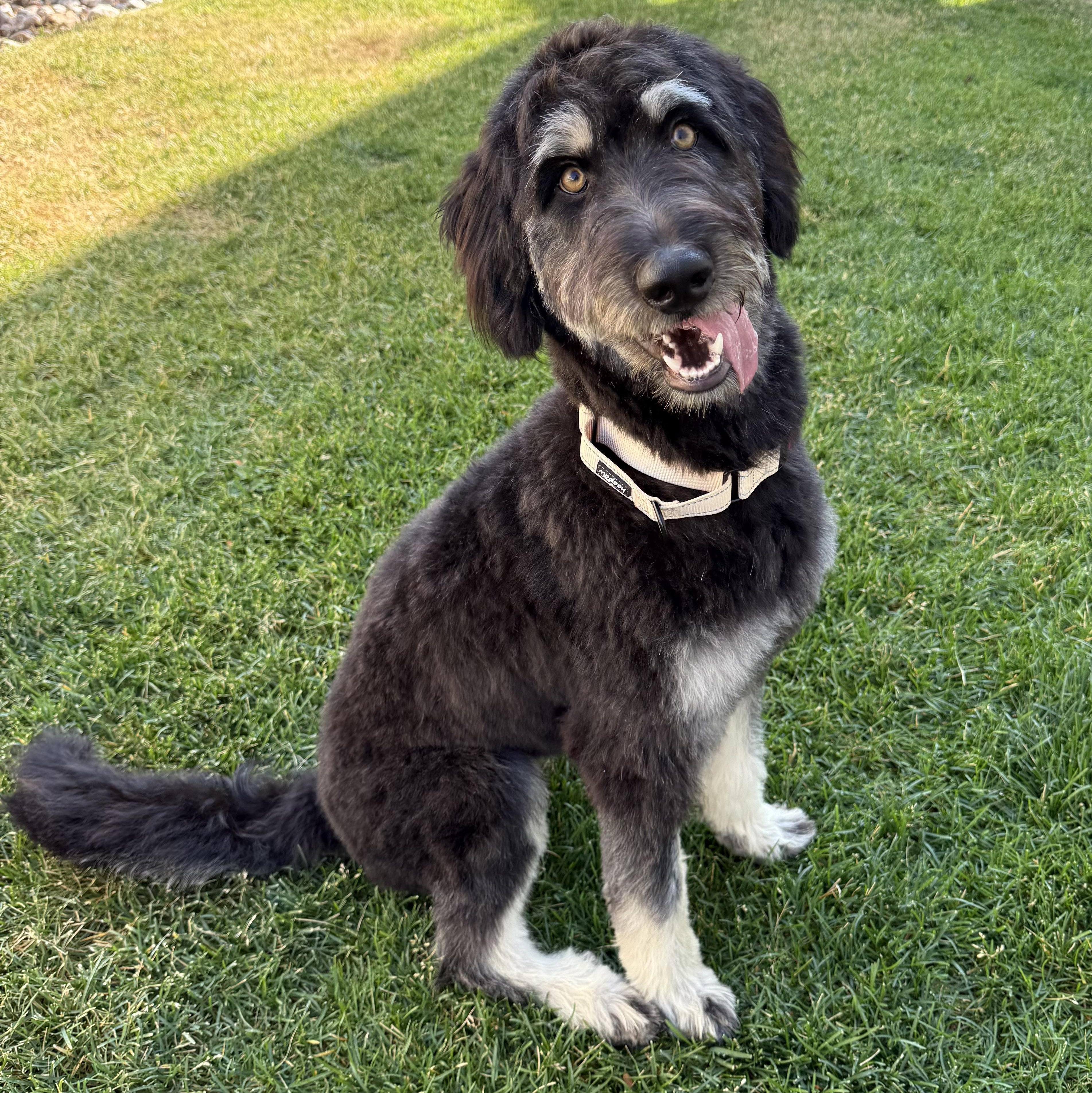River, an adopted mixed breed in Fort Collins, CO image 1/6