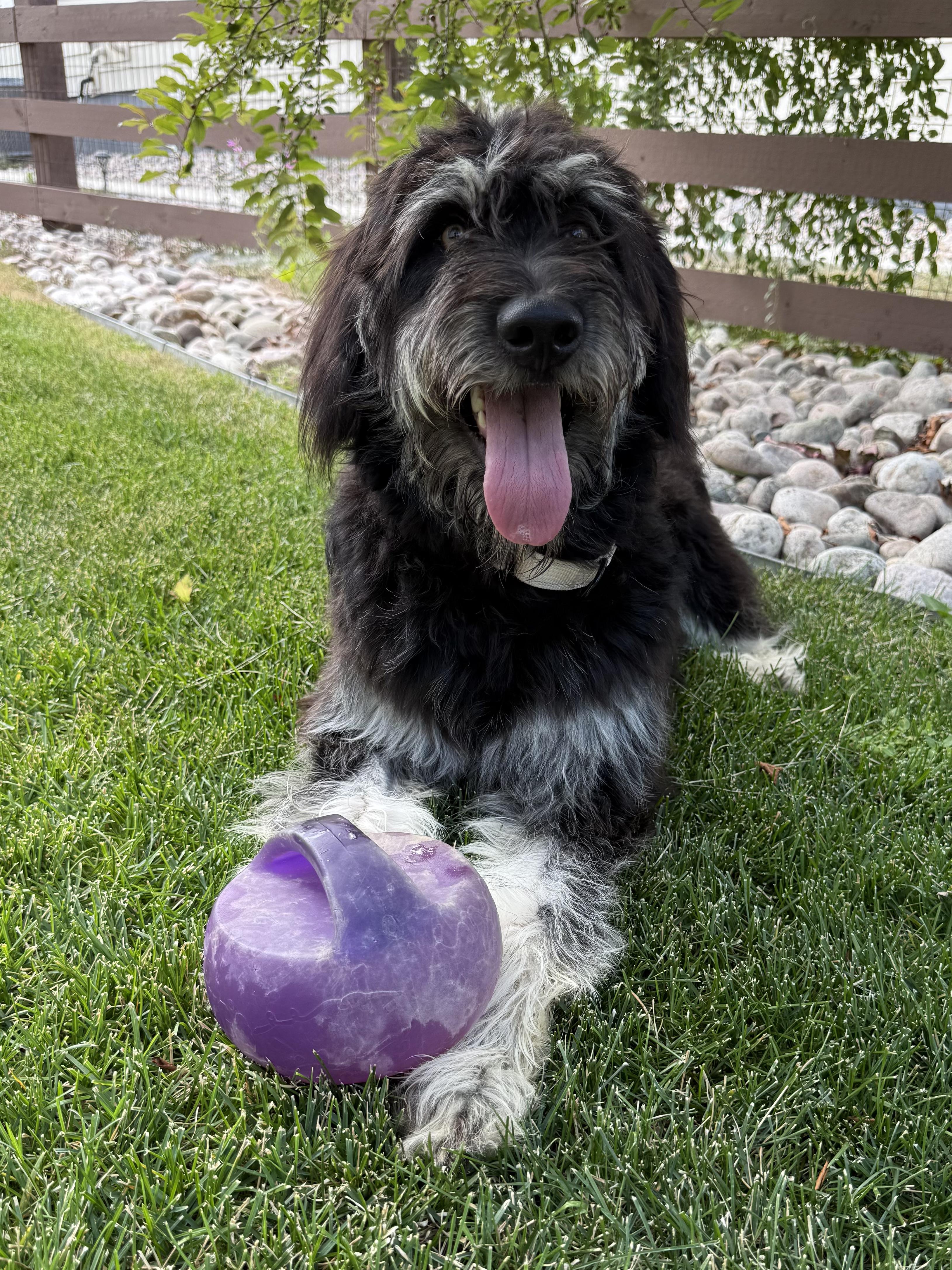 River, an adopted mixed breed in Fort Collins, CO image 4/6