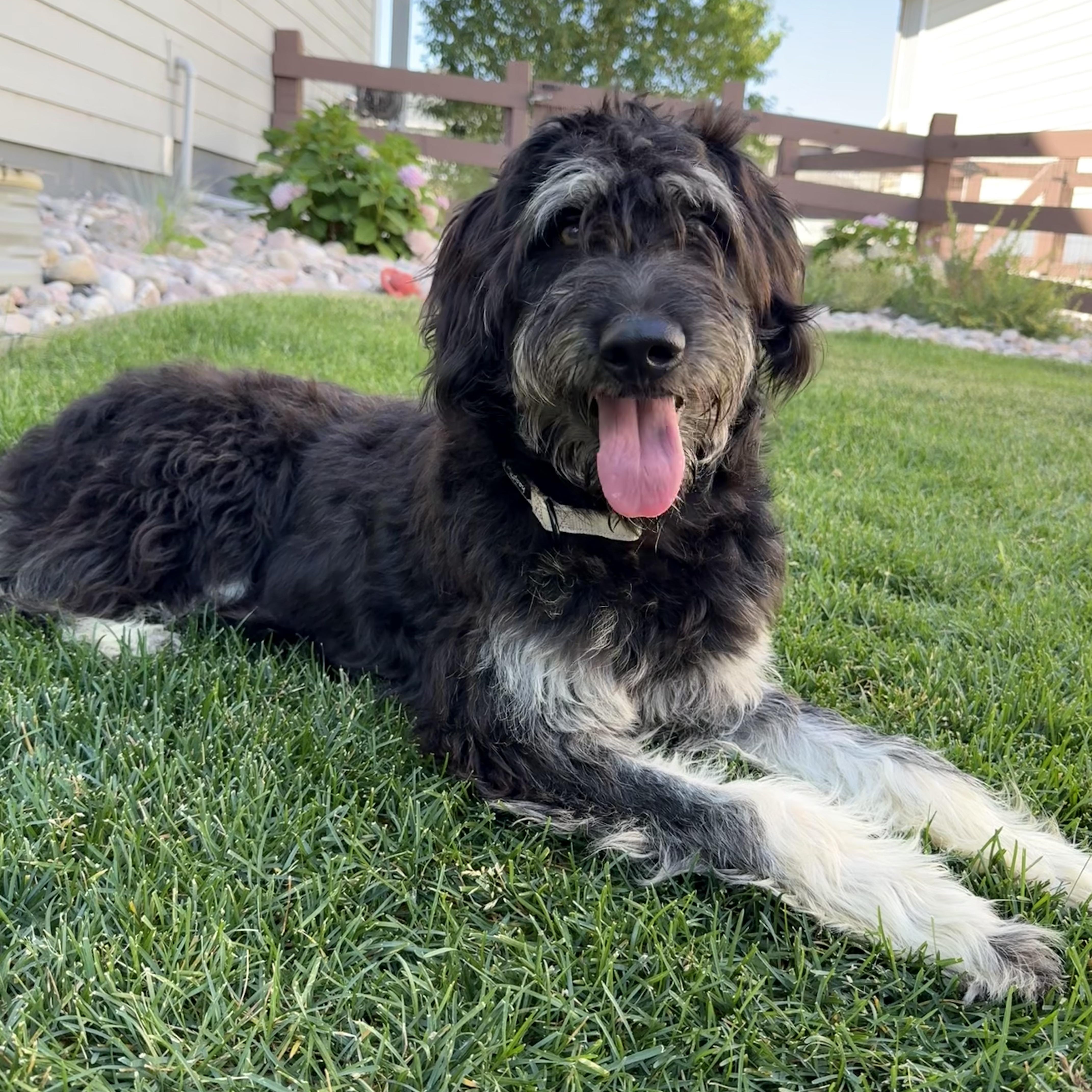 River, an adopted mixed breed in Fort Collins, CO image 3/6