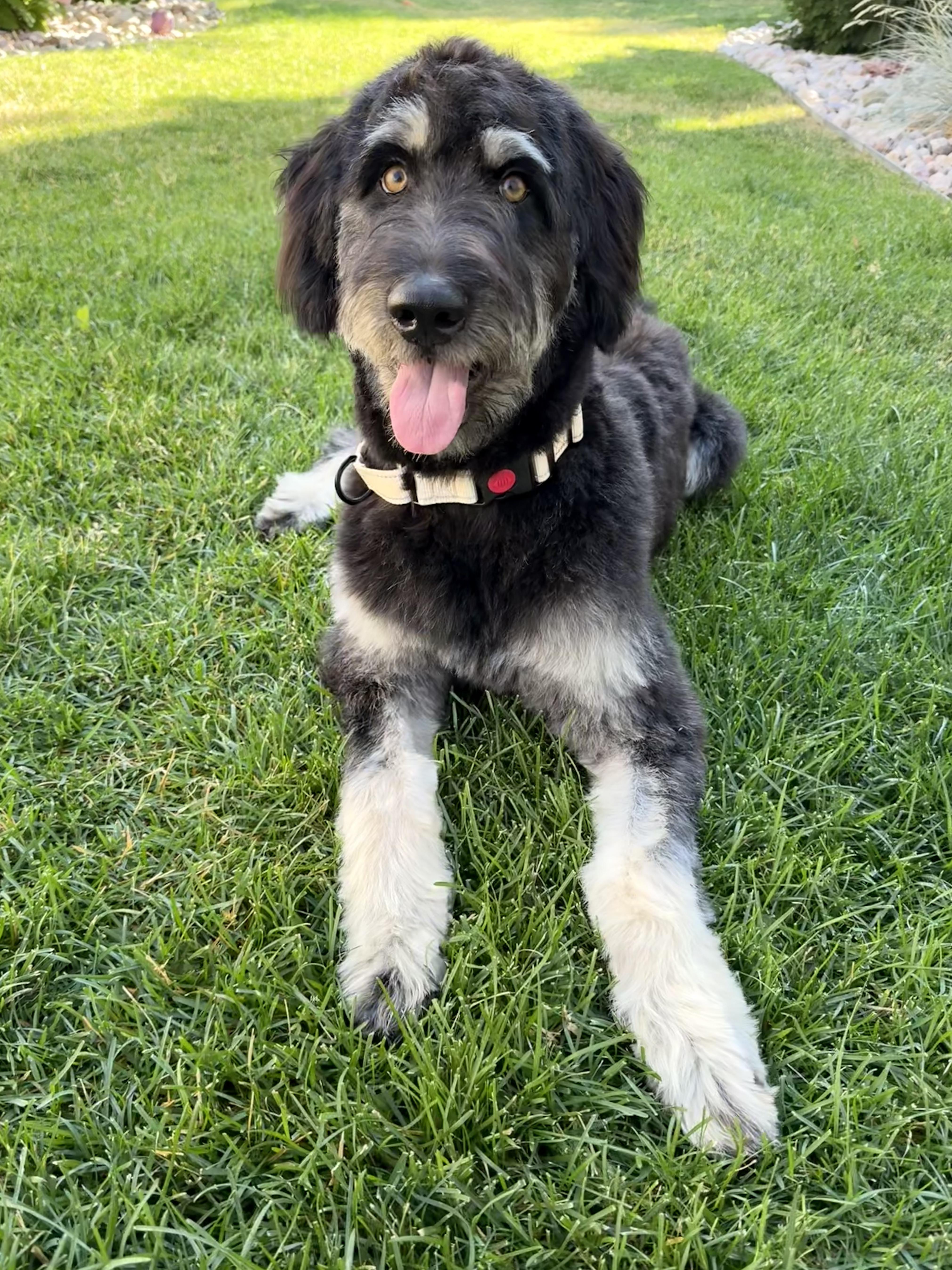 River, an adopted mixed breed in Fort Collins, CO image 2/6