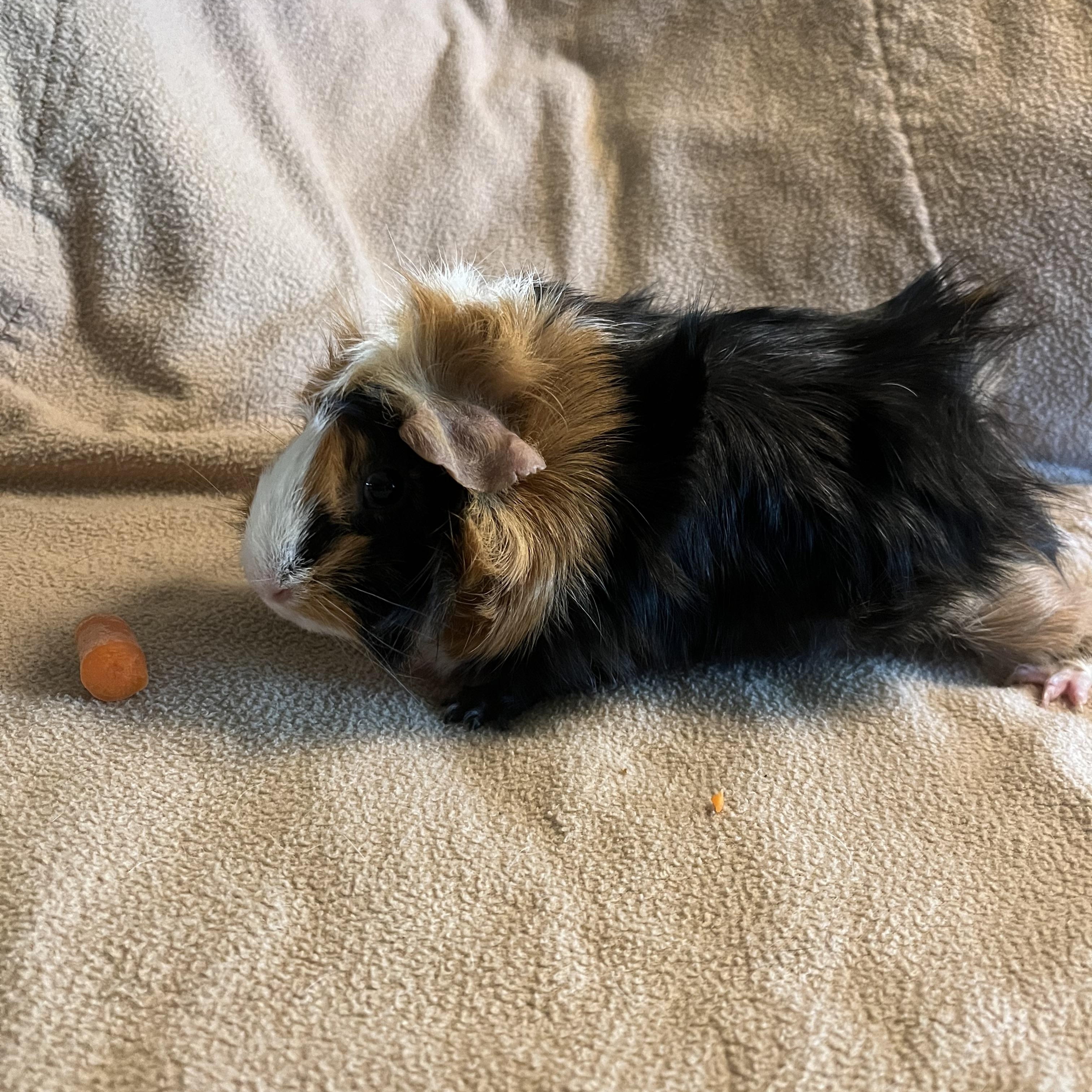 Nova, an adopted Guinea Pig in Austin, TX image 4/4