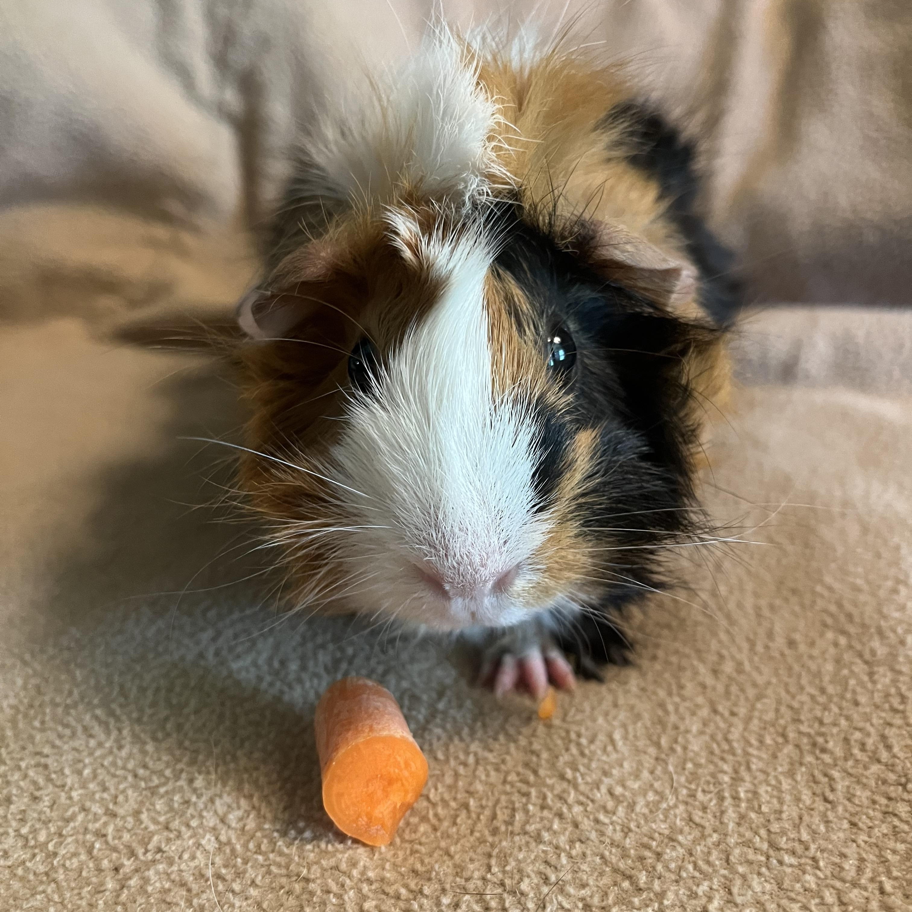 Nova, adopted, Adult Female Guinea Pig.