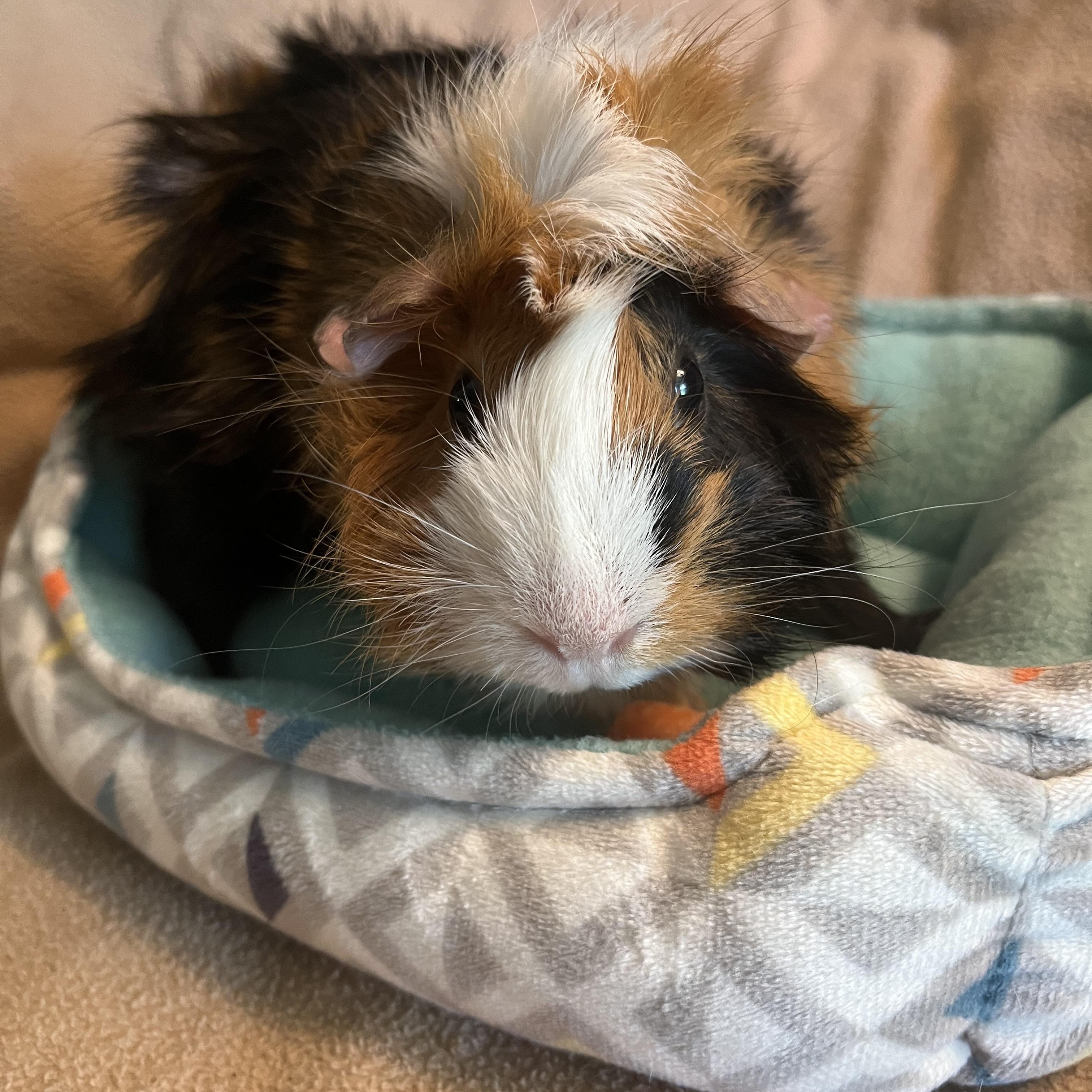 Nova, an adopted Guinea Pig in Austin, TX image 3/4