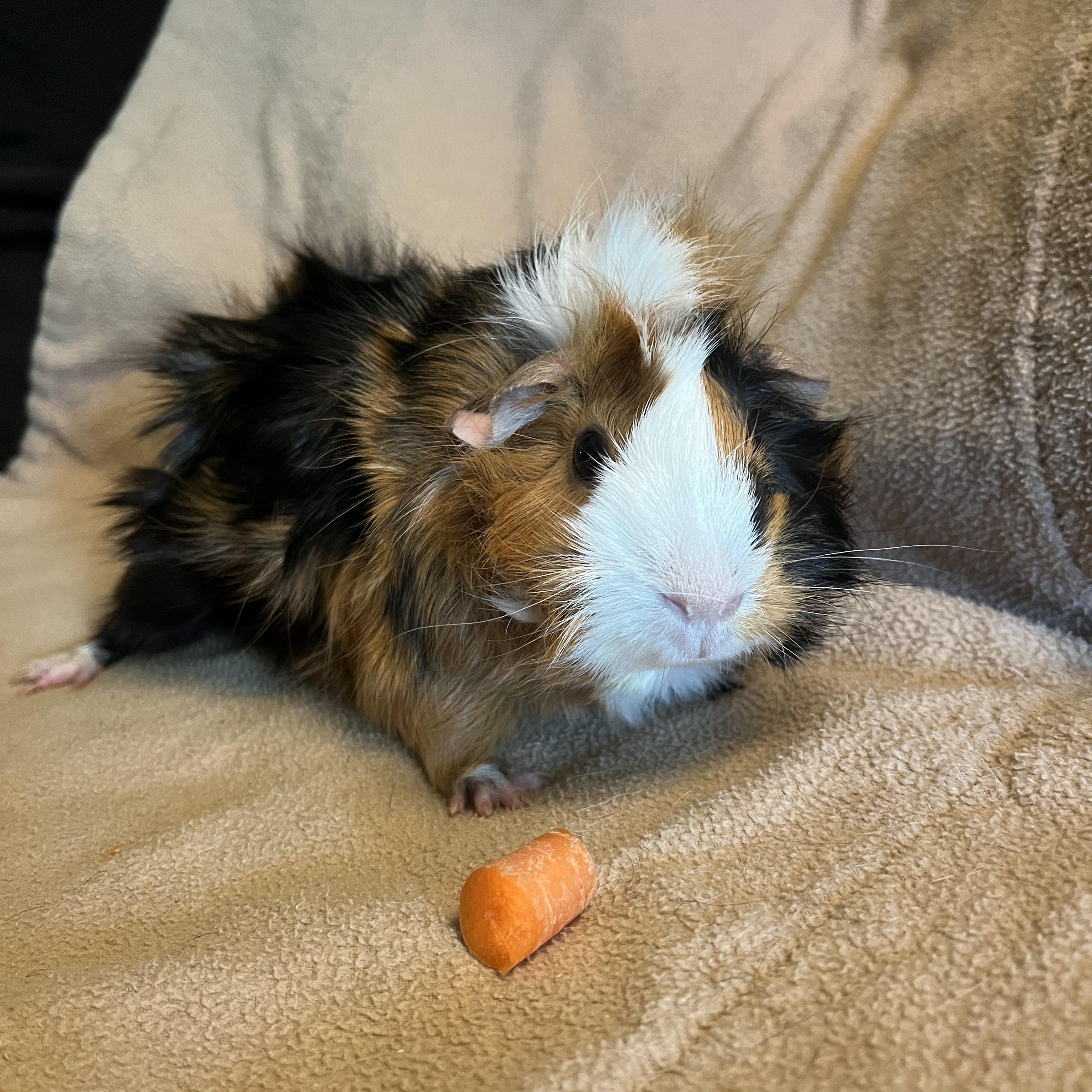 Nova, an adopted Guinea Pig in Austin, TX image 2/4