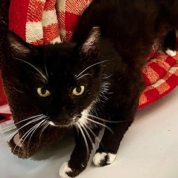 Enlarge Spartan, a Adoptable Domestic Short Hair in Cleveland, OH image 1/5