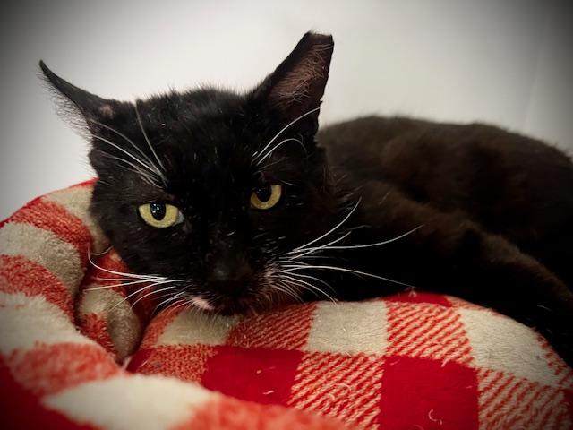 Enlarge Spartan, a Adoptable Domestic Short Hair in Cleveland, OH image 2/5