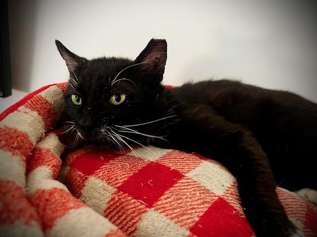 Enlarge Spartan, a Adoptable Domestic Short Hair in Cleveland, OH image 3/5