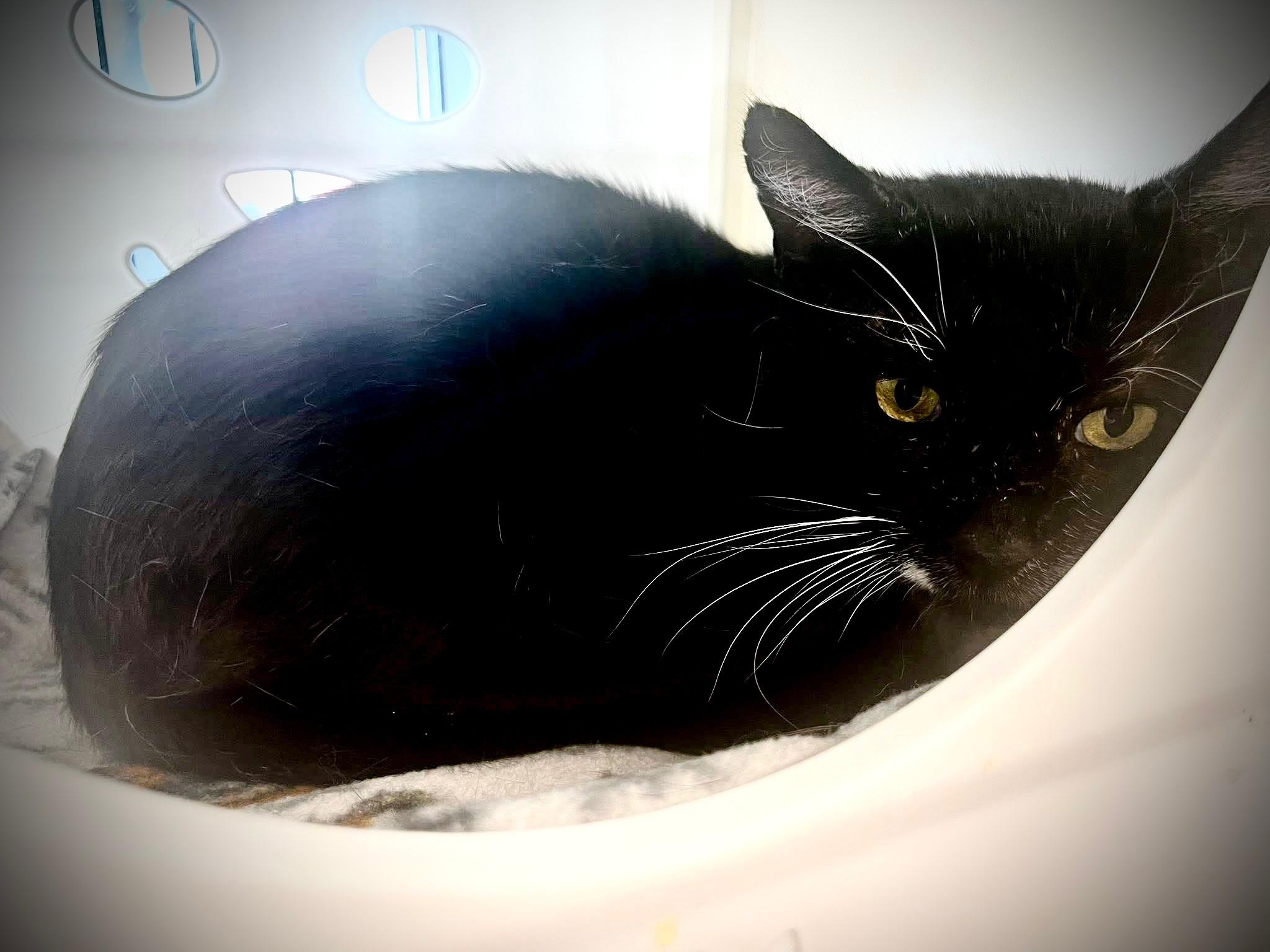 Enlarge Spartan, a Adoptable Domestic Short Hair in Cleveland, OH image 4/5