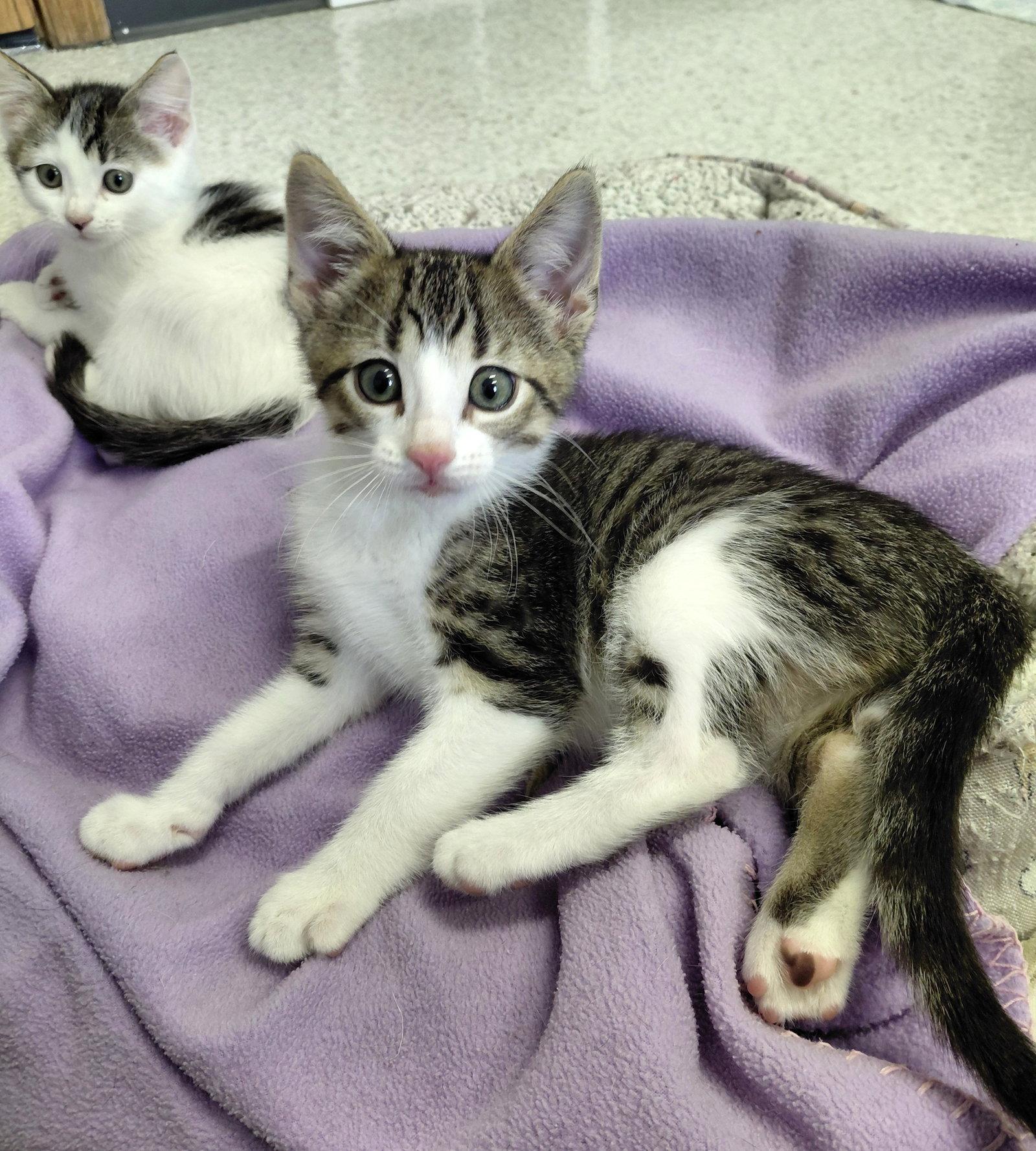 Rowan, Adoptable, Kitten Male Domestic Short Hair.