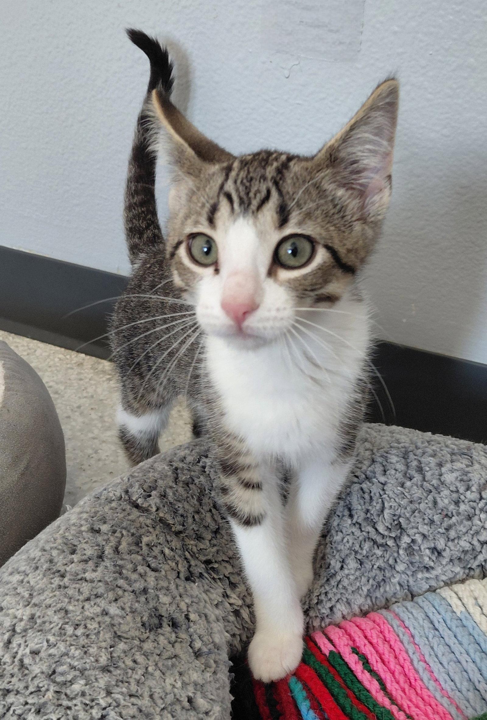 Rowan, Adoptable, Kitten Male Domestic Short Hair.