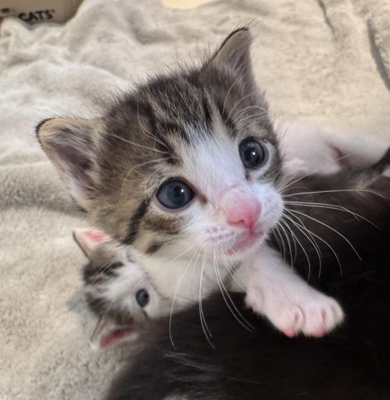 Enlarge Rowan, a Adoptable Domestic Short Hair in Montello, WI image 2/3