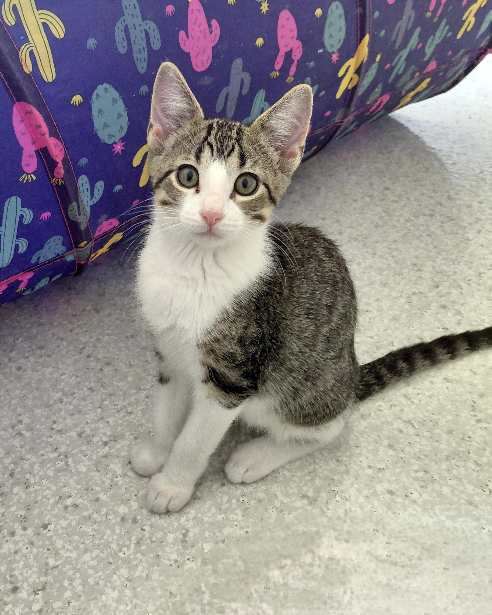 Enlarge Rowan, a Adoptable Domestic Short Hair in Montello, WI image 2/3