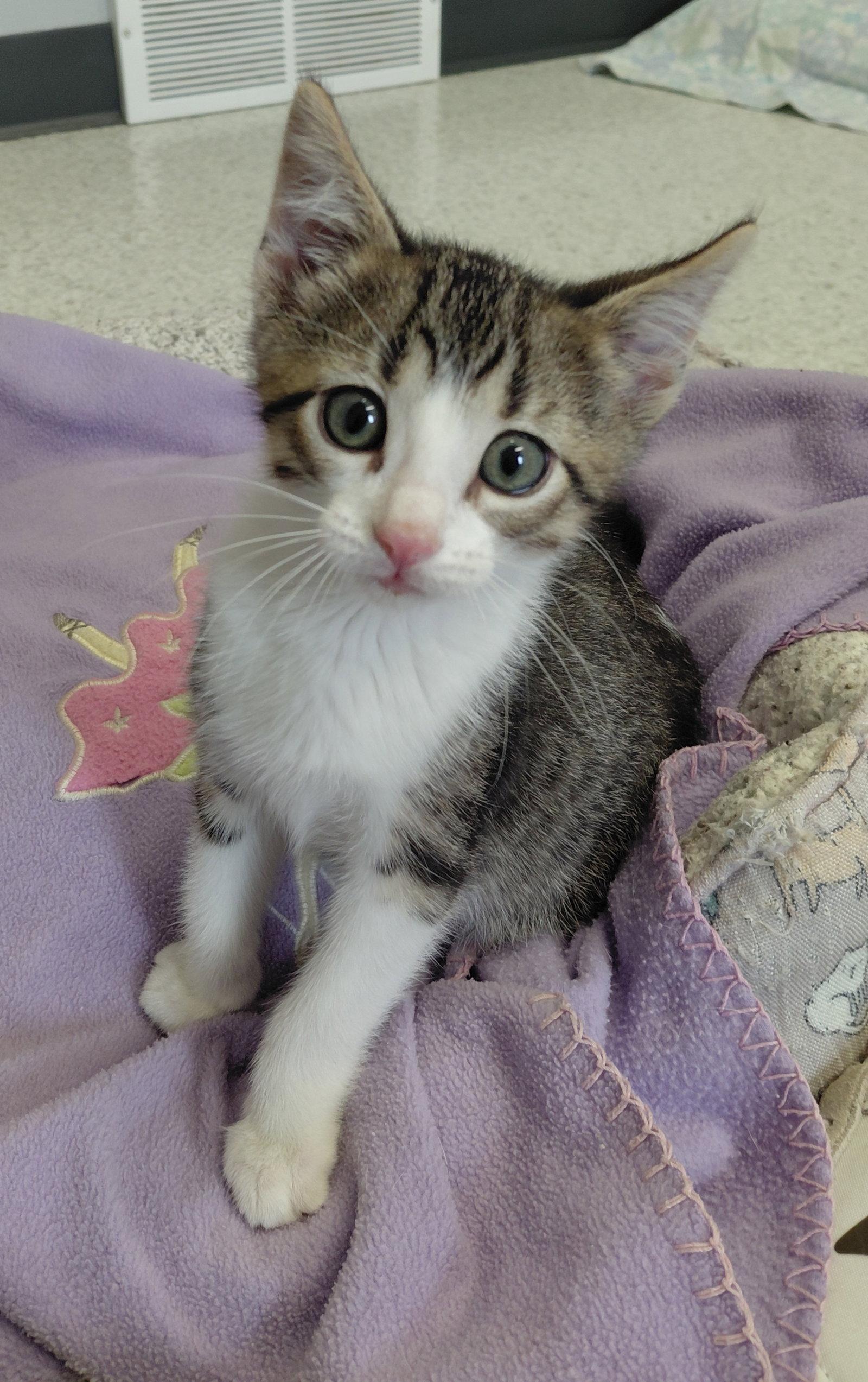 Enlarge Rowan, a Adoptable Domestic Short Hair in Montello, WI image 3/3