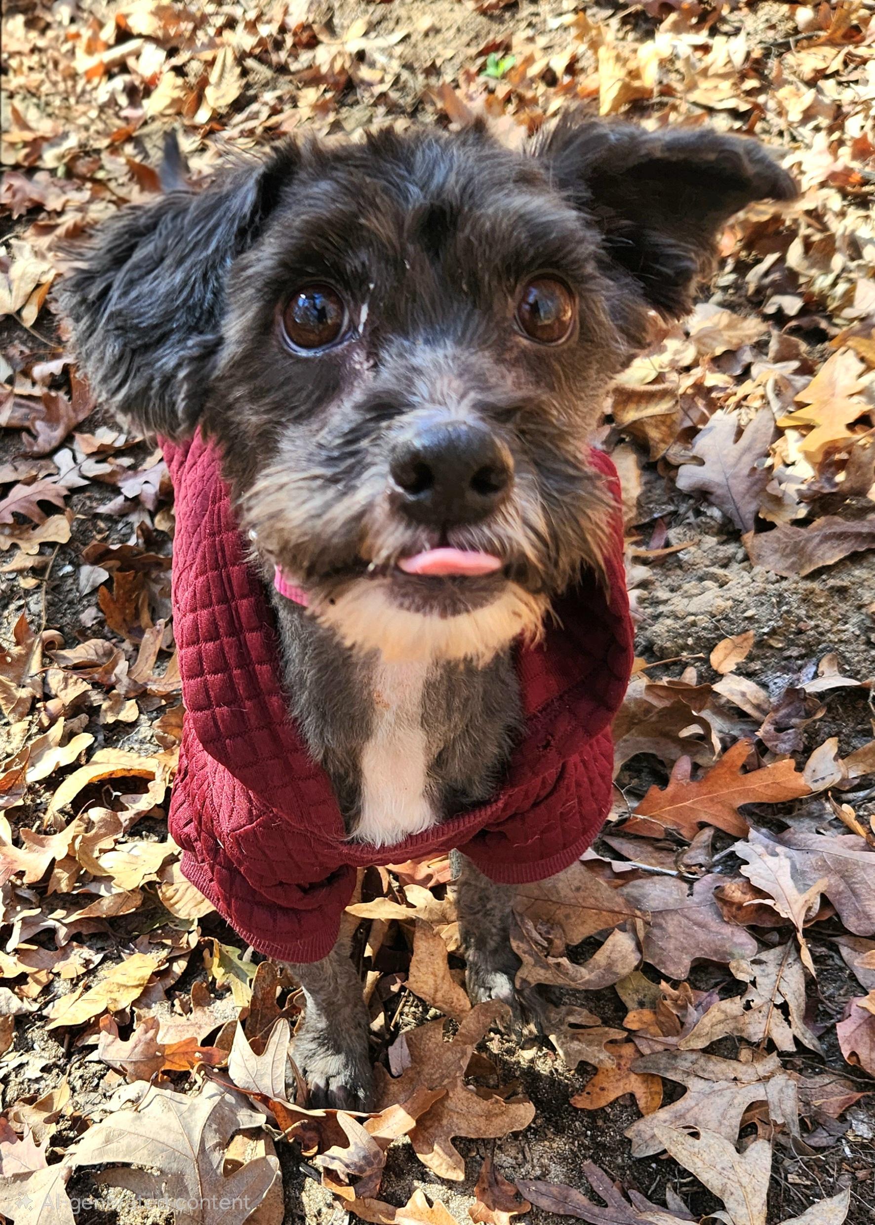 Cole, Adopted, Young Male Poodle.