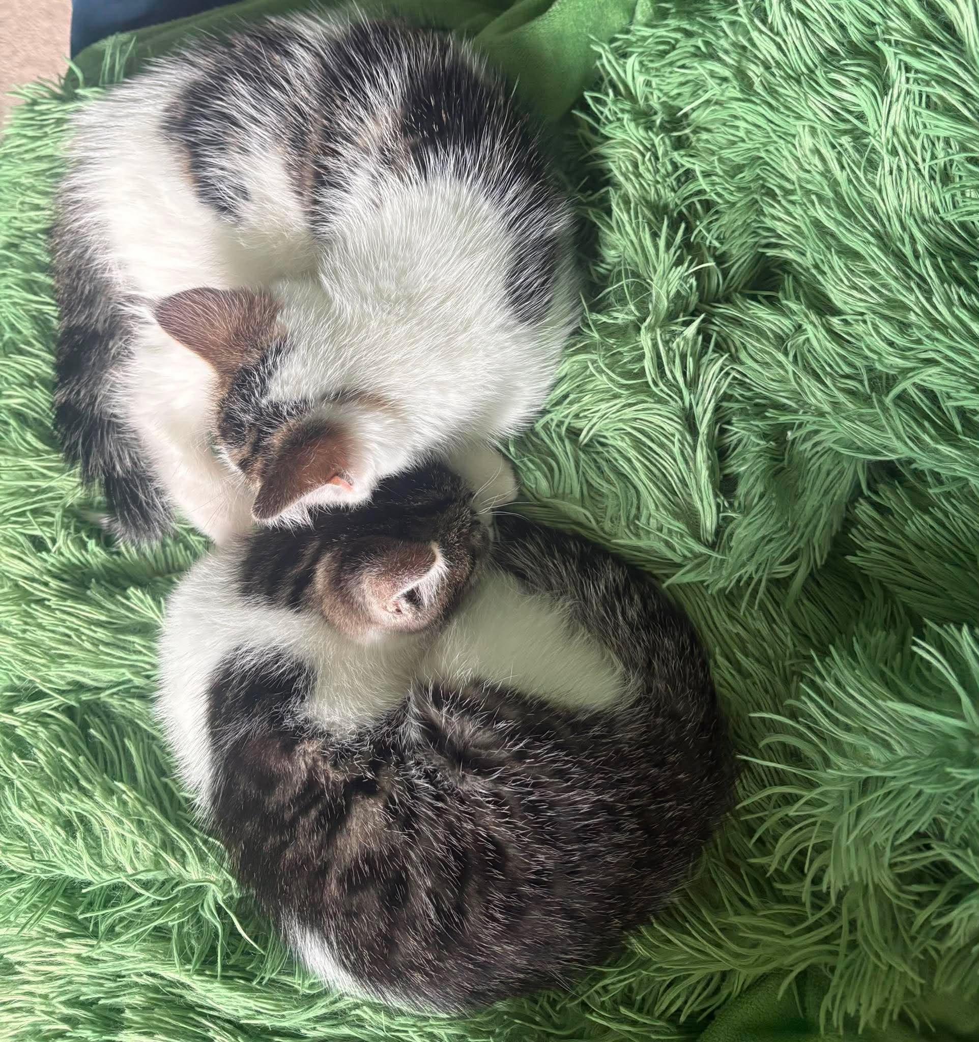 SKYWISHES (bonded with FANCY PANTS), a Adoptable Domestic Short Hair in Tillsonburg, ON image 4/6