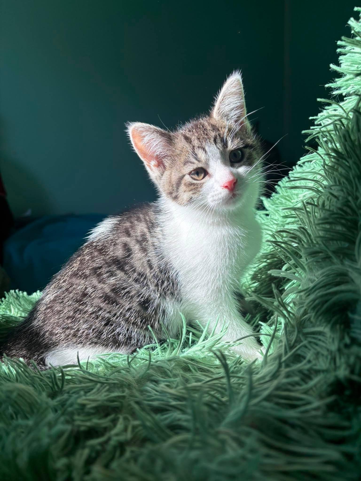 SKYWISHES (bonded with FANCY PANTS), a Adoptable Domestic Short Hair in Tillsonburg, ON image 1/6