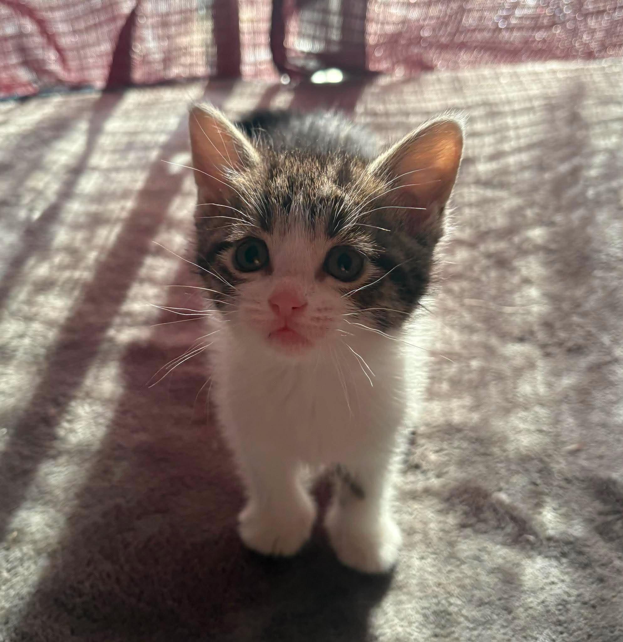 SKYWISHES (bonded with FANCY PANTS), a Adoptable Domestic Short Hair in Tillsonburg, ON image 3/6
