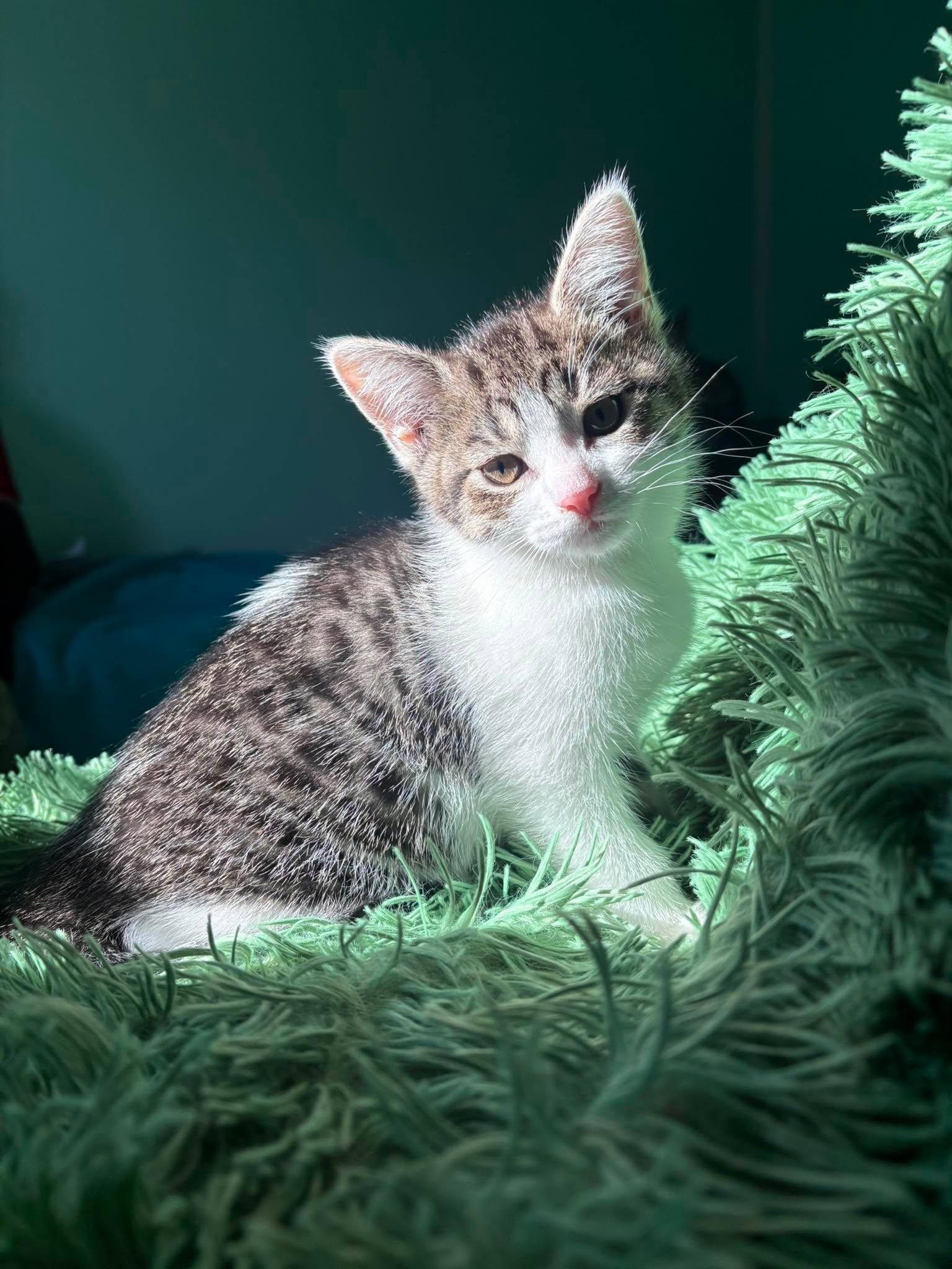 SKYWISHES (bonded with FANCY PANTS), a Adoptable Domestic Short Hair in Tillsonburg, ON image 2/6