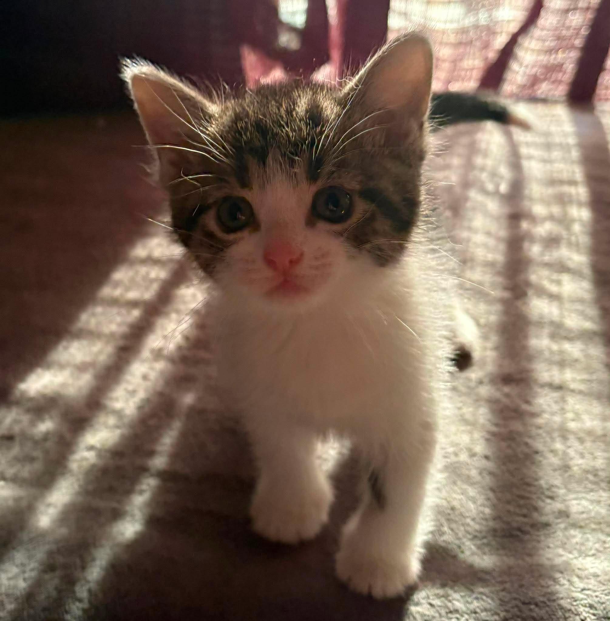 SKYWISHES (bonded with FANCY PANTS), a Adoptable Domestic Short Hair in Tillsonburg, ON image 5/6