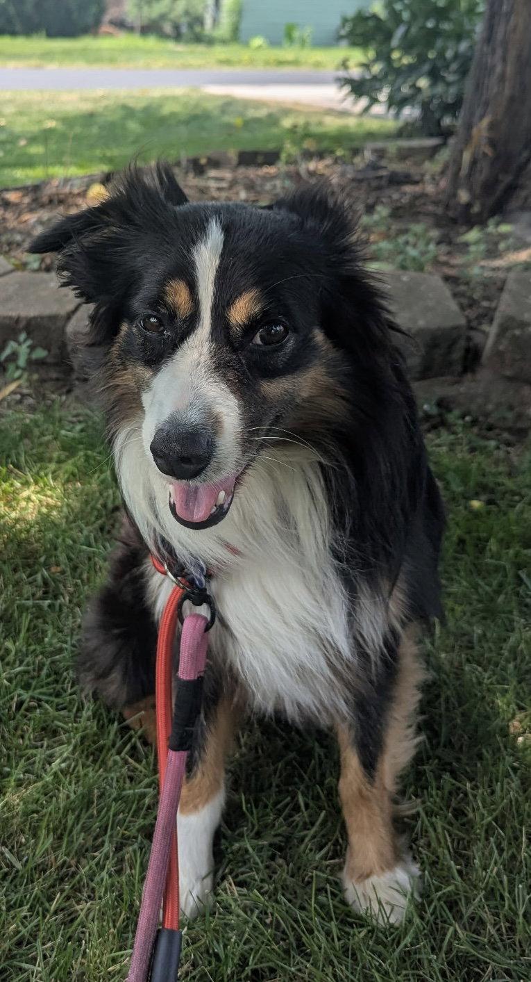 Enlarge Goose CA, a Adoptable Australian Shepherd in Hillside, IL image 1/3