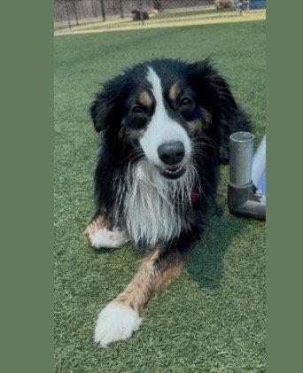 Enlarge Goose CA, a Adoptable Australian Shepherd in Hillside, IL image 2/3