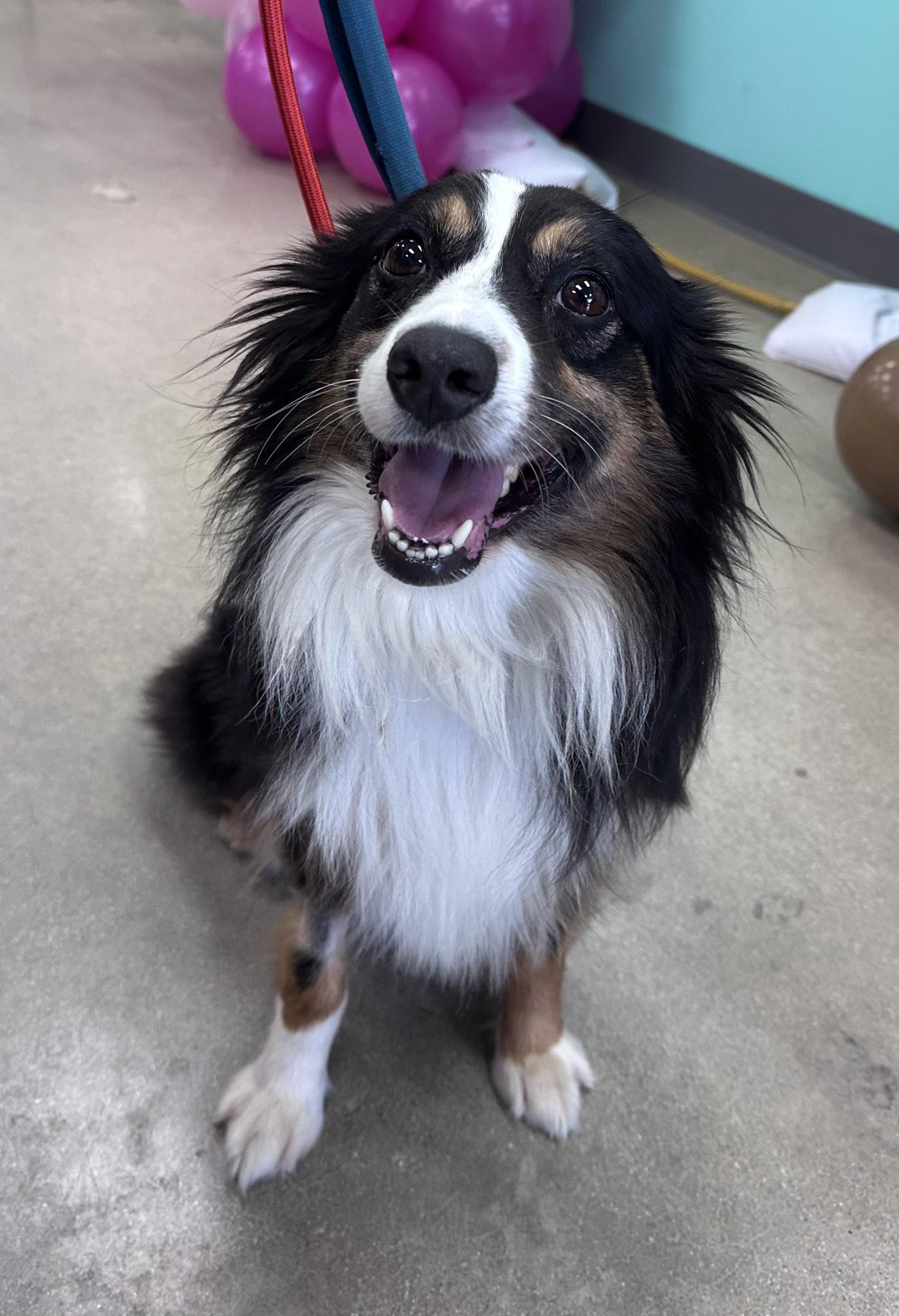 Enlarge Goose CA, a Adoptable Australian Shepherd in Hillside, IL image 3/3