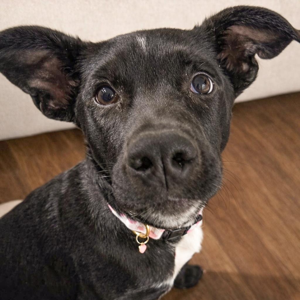 Laurette — thumbnail 2