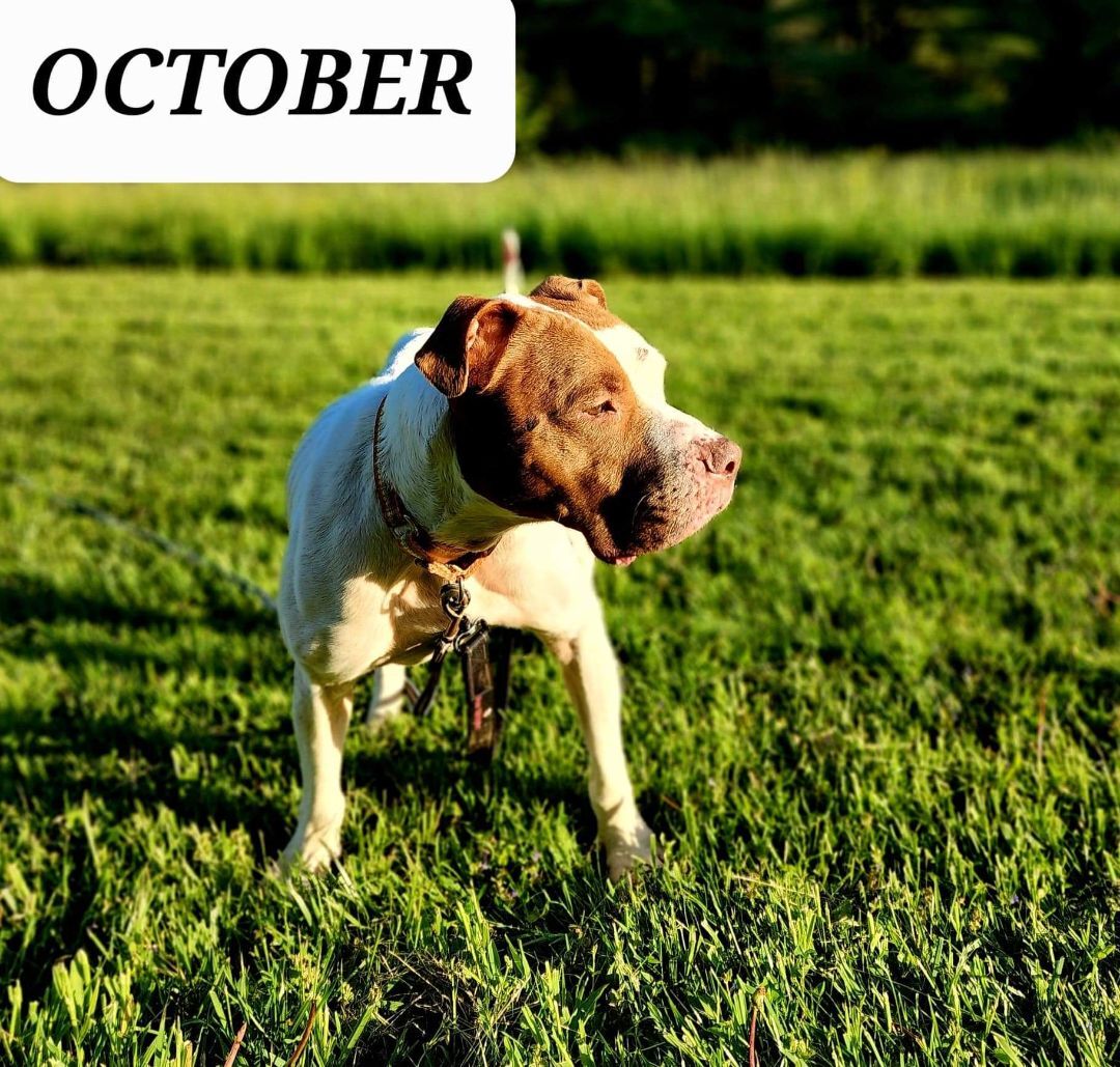 October, a Adoptable mixed breed in Warren, OH image 3/4