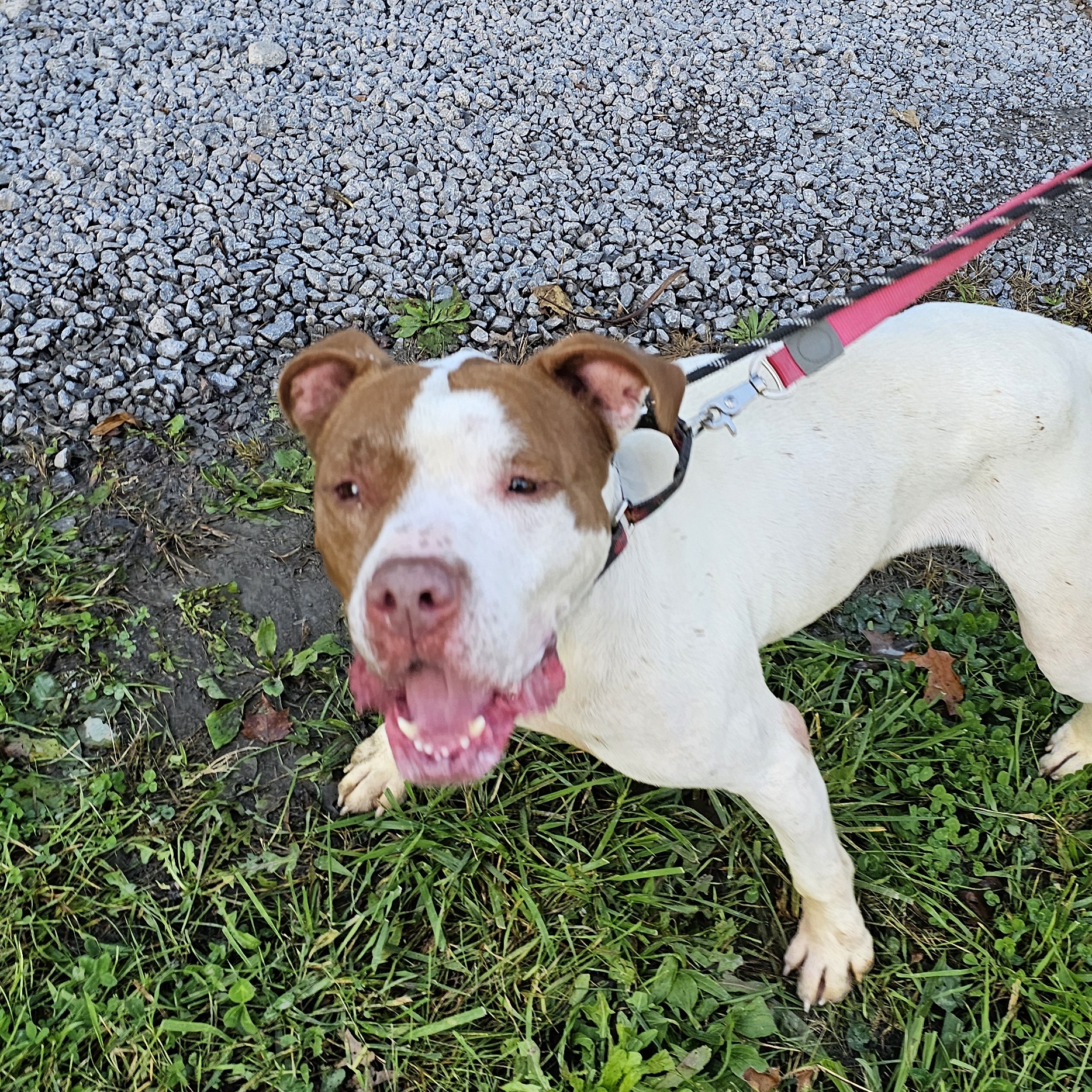 October, a Adoptable mixed breed in Warren, OH image 4/4