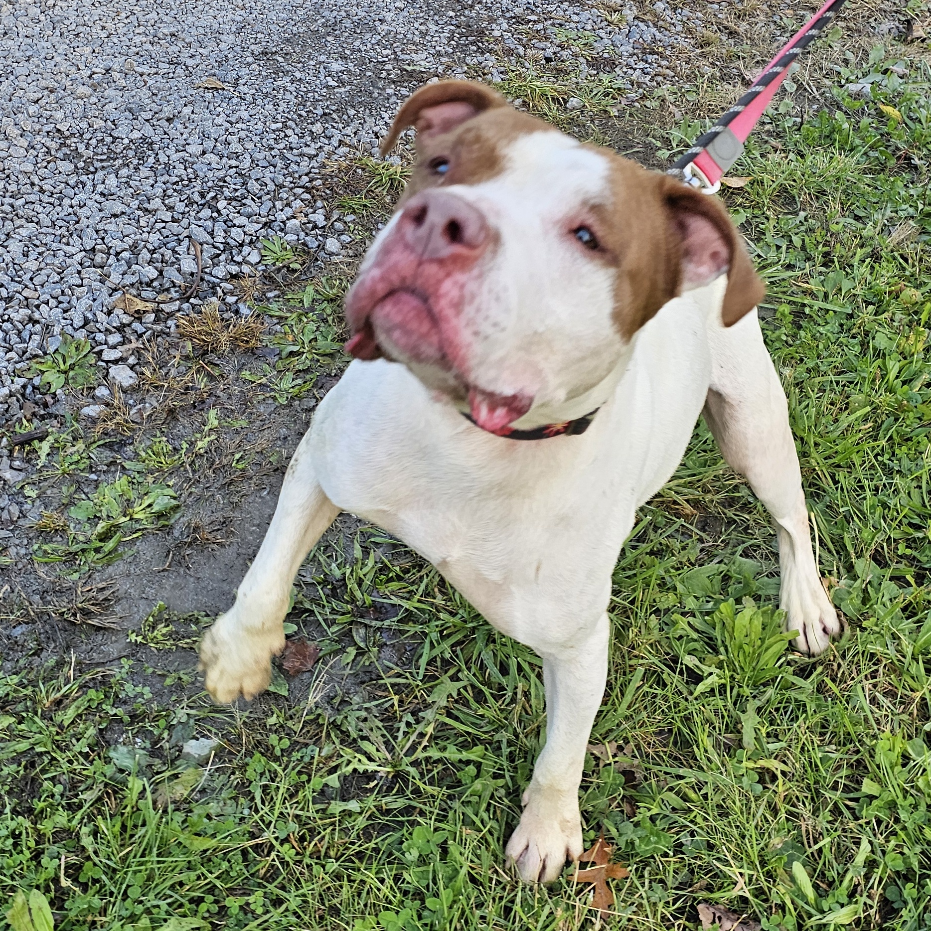 October, a Adoptable mixed breed in Warren, OH image 2/4